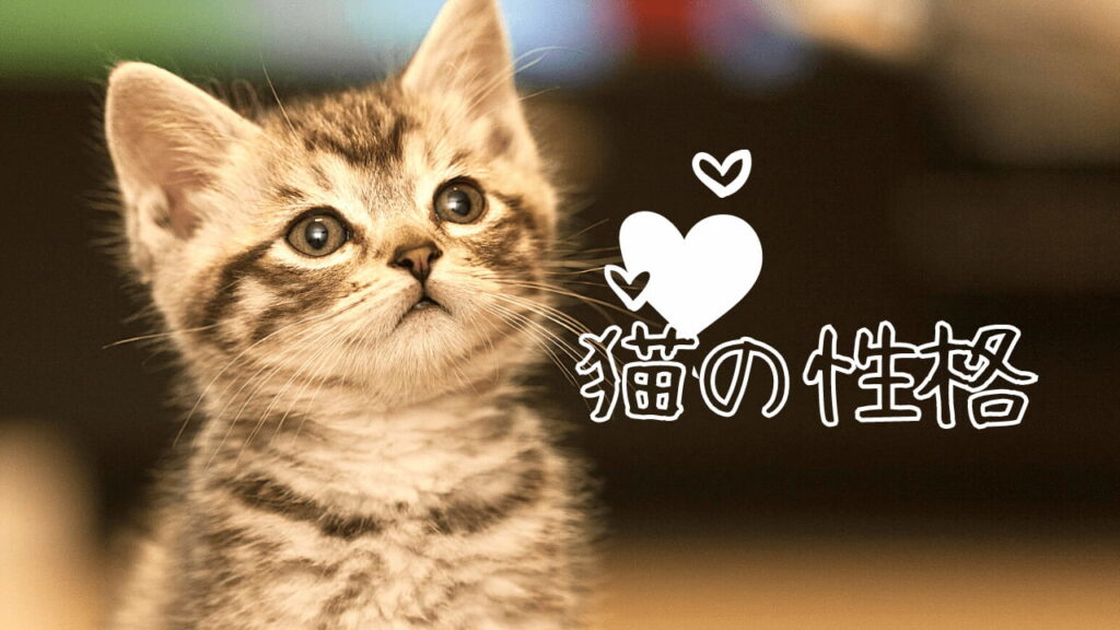 猫の性格